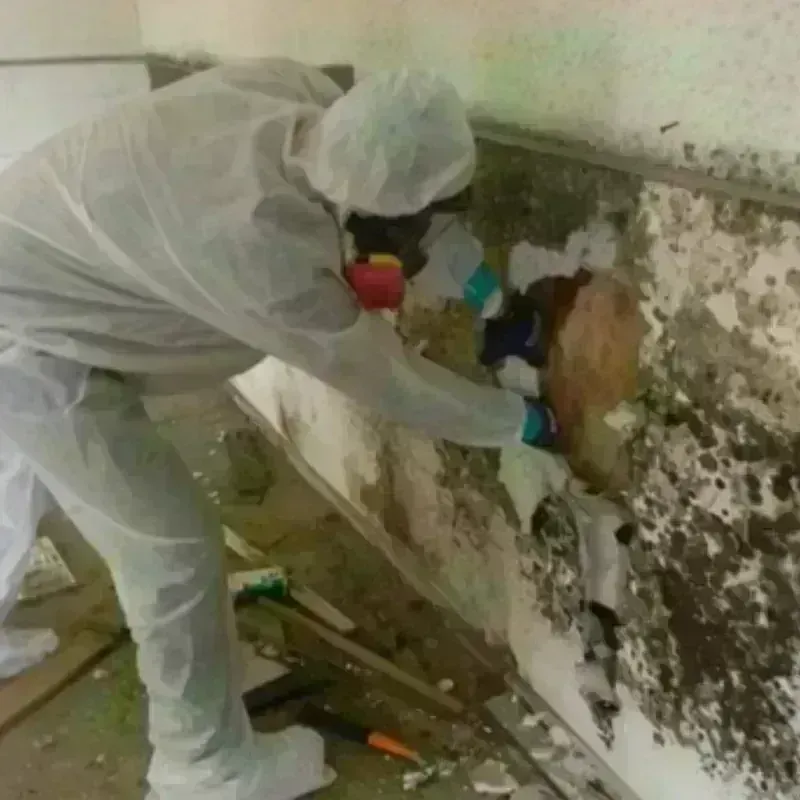 Mold Remediation and Removal in Mason County, WV